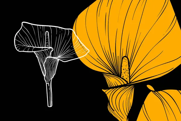 Kalla zambağı çiçekleri, vektör biçimi, el çizimi çizimi. Düzenlemesi kolay, kullanıma hazır. Siyah arkaplanda sarı ve beyaz bir çiçek karışımı.. 