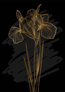 A4 iris çizgisi çizim el çizimi. Altın zambak çiçekli sanat baskısı ve siyah bir çizim işareti. Çevrimiçi ve yazdırma için son derece detaylı ve yüksek kalitede grafik değeri.