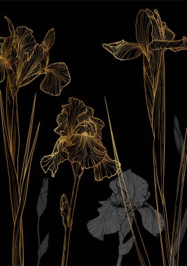 A3 iris çizgisi çizilmiş el çizimi çizimi. Çizgili sanat eseri, gri tonlu altın zambak çiçeği. Çevrimiçi ve yazdırma için son derece detaylı ve yüksek kalitede grafik değeri.