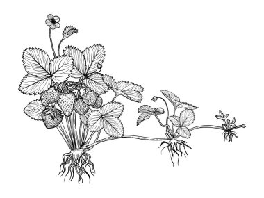 Çileklerin nasıl yayıldığının botanik çizimi. Beyaz arka planda izole edilmiş bu güzel meyve bitkisinin vektör el çizimi sanatı. Çevrimiçi ve yazdırma için son derece detaylı illüstrasyon