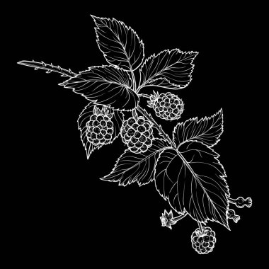 Böğürtlen dalının botanik çizimi. Siyah arka planda izole edilmiş bu güzel meyve bitkisinin vektör el çizimi sanatı. Çevrimiçi ve yazdırma için son derece detaylı illüstrasyon