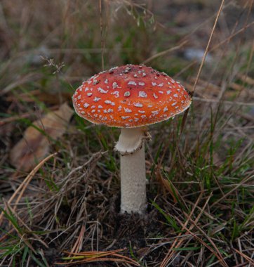 Close-Up of Vibrant Red Fly Agaric Mushroom in Natural Habitat clipart