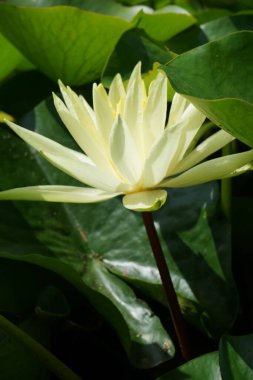 Gölde sarı su zambağı