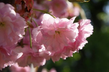 Sakura yaprakları güneşte şeffaf.