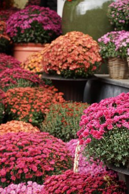Güzel sonbahar kasımpatıları ve balkabakları