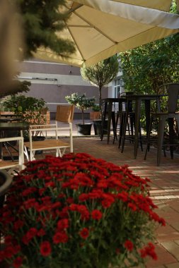 Kafede güzel sonbahar kasımpatıları