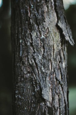Ağaç kabuklarına ya da etrafını çevreleyen ağaçlara yakın çekim