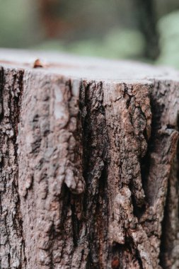 Ağaç kabuklarına ya da etrafını çevreleyen ağaçlara yakın çekim