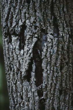 Ağaç kabuklarına ya da etrafını çevreleyen ağaçlara yakın çekim