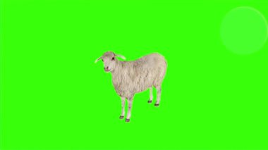 Yeşil ekran arka planına bakan meraklı koyunlar, krom anahtarlama ve görsel efektler için ideal film, video ve reklamcılık