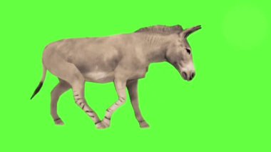 Yeşil ekran arka planında yürüyen sevimli eşek, krom anahtarlama ve görsel efektler için mükemmel film, video ve reklamcılık