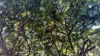 Yeşil yapraklardan oluşan yoğun bir gölgelik doğal bir tavan yaratır. Güneş ışığı dalların arasından süzülüp gölgeler oluşturur. Mükemmel arkaplan