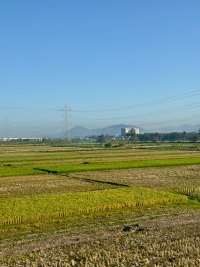 Açık mavi gökyüzünün altında ufuk boyunca uzanan elektrik hatlarıyla yeşil çeltik tarlalarının geniş bir görüntüsü. Uzakta, birkaç bina ve ağaç görünüyor..