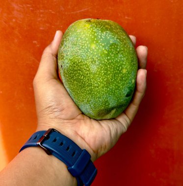 Turuncu Arkaplan Karşısında Yeşil Mango Tutuldu