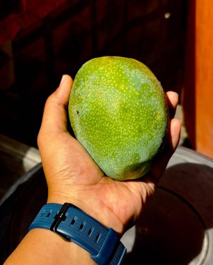 Mavi kol saati olan bir el küçük kahverengi benekli yeşil bir mango tutar. Mango odak noktasında ve el biraz bulanık..