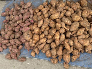 Tatlı Patates Hasadı Kahverengi ve Mor Tüpler