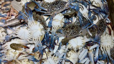 A closeup view of a pile of blue crab shells and legs, likely after processing. The crabs are mostly white with some blue and brown coloration.  clipart