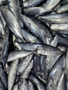 Taze Yakalanmış Gümüş Balığı Markette Yakala