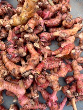 Taze Organik Kızıl Zencefil Kök Hasadı