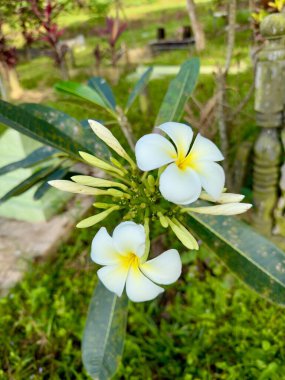 Sarı merkezli iki beyaz plumeria çiçeği yeşil yapraklı bir dalda çiçek açar. Çiçekler yeşil yapraklar ve tomurcuklarla çevrili..