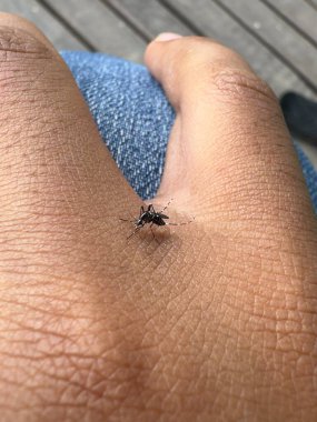 Küçük siyah bir böcek, muhtemelen bir sivrisinek, bir insan parmağına tünemiştir. Böcek odak noktasında ve arka plan bulanık..