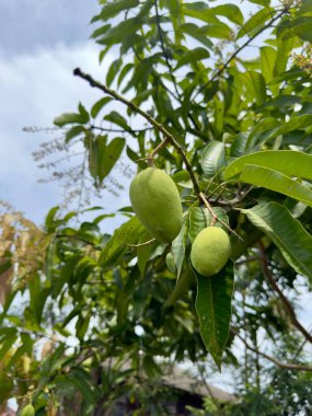 Olgunlaşmamış Mangolar Gökyüzüne Karşı Dalda Büyüyorlar