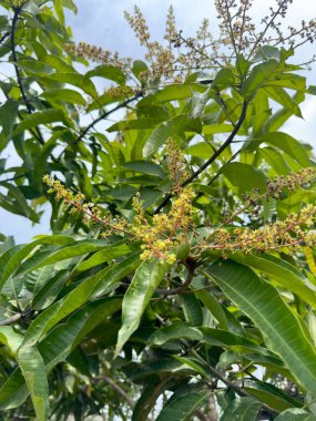 Canlı yeşil yaprakları ve narin sarı çiçekleri olan bir mango ağacının yakın görüntüsü. Ağaç tamamen çiçek açmış. Bu da yaklaşan meyve hasadını gösteriyor..