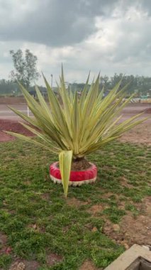 Uzun, sivri yapraklı canlı bir yucca bitkisi yaratıcı bir şekilde yeniden tasarlanmış bir lastik ekicisinde gelişir. Sahne açık havada, arka planda yeşillik var..