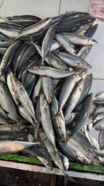 Pasifik uskumrusu taze yakalandı. Balık pazarı deniz ürünleri hasadı.