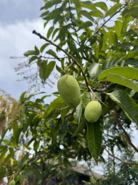 Olgunlaşmamış iki mango, hafif bulutlu bir gökyüzünün altında canlı yeşil yaprakların arasında bir dala tutunuyor. Mangolar soluk yeşil, erken büyüme gösteriyor. Yapraklar sağlıklı ve boldur..