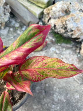 Canlı Aglaonema Kırmızı Siyam Aurora Ev Tesisi Kapanır