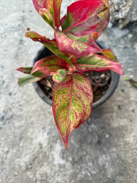 Koyu tencerede canlı kırmızı bir Aglaonema bitkisi, yeşil ve sarı ipuçları içeren benekli yapraklar sergiliyor. Bitki sağlıklı ve bakımlı, çarpıcı bir yeşillik sergiliyor..