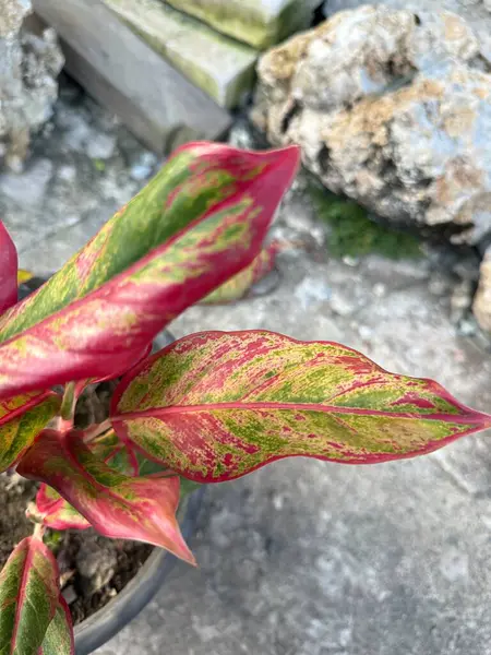 Canlı Aglaonema Kırmızı Siyam Aurora Ev Tesisi Kapanır