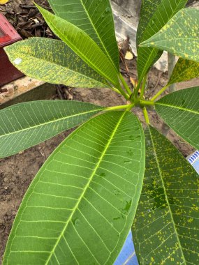 Plumeria Bitkisi Besin Eksikliği veya Hastalık Belirtileri Gösteriyor