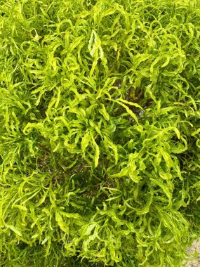 Yoğun, parlak sarı bir çalılığın yakın görüntüsü. İnce, ince yapraklı. Doku dolu ve renkleri de canlı. Görsel olarak çekici bir bitkidir..