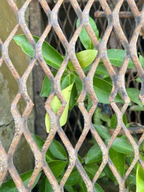 Canlı, yeşil bir bitki paslı, genişletilmiş metal ağı delip geçer ve kentsel bir ortamda doğal esneklik gösterir. Çürüyen metalle canlı yapraklar arasındaki zıtlık çarpıcı..