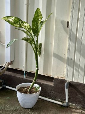 Sağlıklı bir Dieffenbachia bitkisi beyaz bir tencerede açık renkli bir duvarda oturur. Bitkilerin çeşitlendirilmiş yaprakları basit arka planda belirgin, görsel olarak çekici bir kontrastlık yaratır..