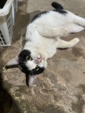 Sevimli Siyah ve Beyaz Kedi Yerde Rahatlıyor Evcil Hayvan Poz Veriyor Evcil Hayvan Sevgisini Gösteriyor