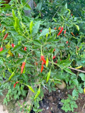 Olgun kırmızı ve olgunlaşmamış yeşil biberlerle dolu canlı kırmızı biber bitkisi. Ev yapımı sebzelerin bolluğunu gösteren yakın plan bir manzara. Mutfak ya da bahçe temaları için mükemmel..