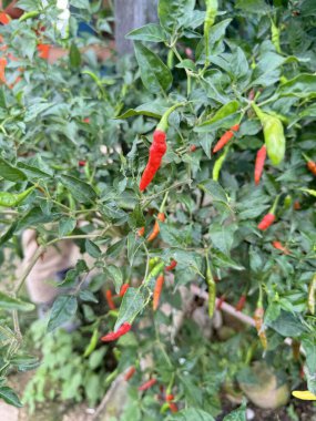 Sağlıklı bir bitkide yetişen canlı kırmızı ve yeşil biberler. Olgun ve olgunlaşmamış biberlerin bolluğunu gösteren yakın plan bir görüntü, yemek, yemek tarifleri veya bahçe malzemeleri için ideal..