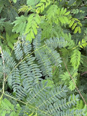 Yeşillik Yeşil Yapraklar Arkaplanı, çeşitli tonları ve dokuları içeren canlı yapraklar. Doğa blogları ve tasarım projeleri için ideal. Botanik güzelliği ve doğal elementleri gözler önüne seriyor..