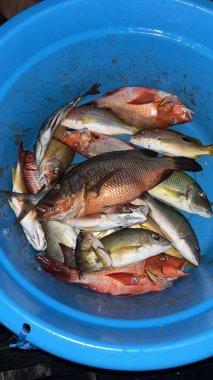 Mavi Havzada Taze Yakalanmış Renkli Resif Balığı Okyanus Yaşamı Deniz Tipi Tropikal Balık Yakalıyor