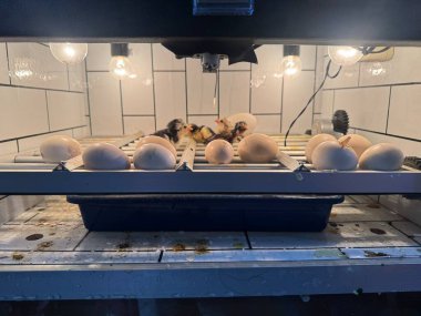 Kuluçka makinesinde yumurtadan yeni çıkmış ördek yavruları ve yumurtalar kümes hayvanları ve hayvan çiftliği sergileniyor.