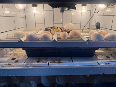 Kuluçka evresinde yumurtadan çıkan civcivler kümes hayvanları yavru kuşlar kümes hayvanı kuluçka süreci tarım hayvanları yetiştiriyor.