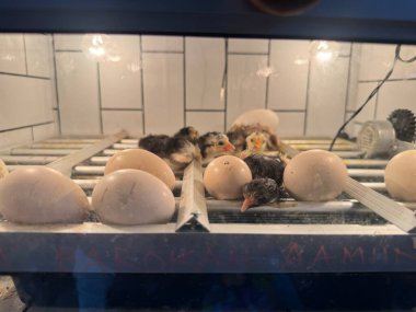 Yumurtaların arasına yuva yapmış yumurtadan yeni çıkmış yavru ördekler sıcak bir kuluçka makinesinin içinde yeni bir yaşam ve hayvan bakımının iç açıcı bir sahnesidir.