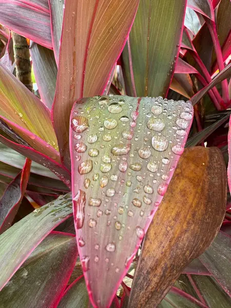 Cordyline fruticosa yapraklarını yağmurdan sonra sayısız su damlacıklarıyla kapatıyoruz. Zengin kırmızı ve bordo renkleri canlı tropikal yeşillikleri sergiliyor. Görünür yaprak dokusu detayları.