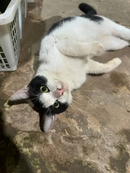 Sevimli Siyah ve Beyaz Kedi Yerde Rahatlıyor Evcil Hayvan Poz Veriyor Evcil Hayvan Sevgisini Gösteriyor