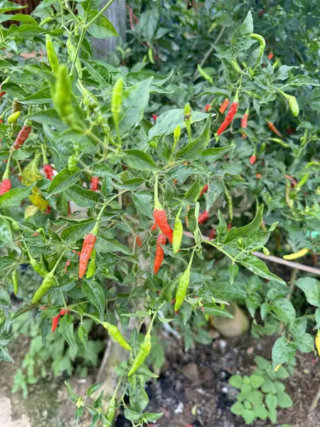 Olgun kırmızı ve olgunlaşmamış yeşil biberlerle dolu canlı kırmızı biber bitkisi. Ev yapımı sebzelerin bolluğunu gösteren yakın plan bir manzara. Mutfak ya da bahçe temaları için mükemmel..