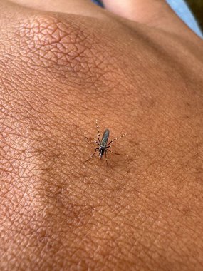 İnsan derisi üzerinde dinlenen küçük bir sivrisinek insan derisindeki sivrisineği yakından görür..