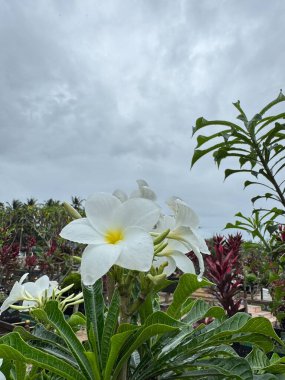 Güzel beyaz Plumeria çiçekleri bulutlu bir gökyüzünün altında açar.